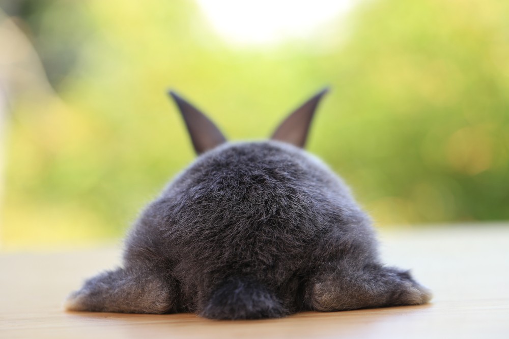 rabbit bottom