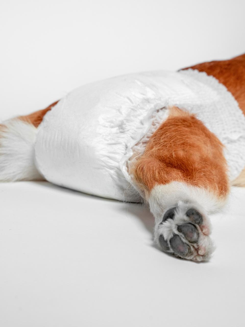 Closeup of a small dog lying on a white studio backdrop with a disposable diaper fitted around the waist, rear legs and paw pads visible, concept of pet care hygiene, protection and incontinence