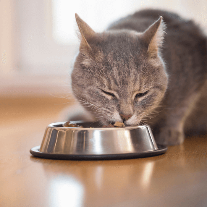 Homemade cat food outlet gravy