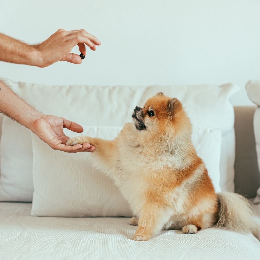Owner rewarding dog