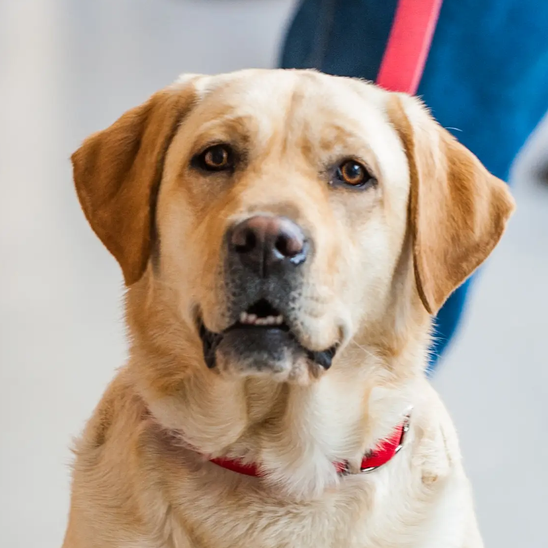 K-9 Daisy-Kukui