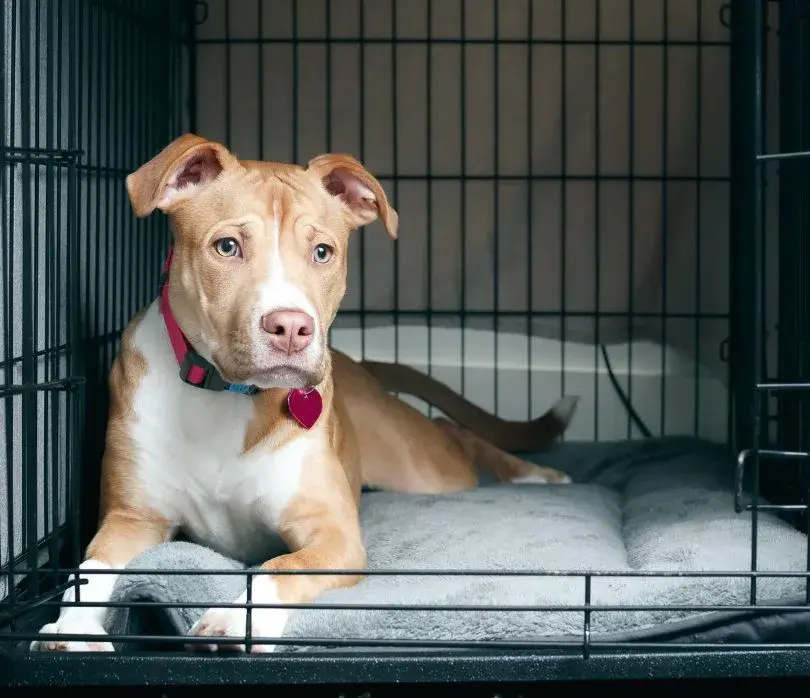 A dog stands beside a large cat litter box , curiously looking into a cat litter box nearby.