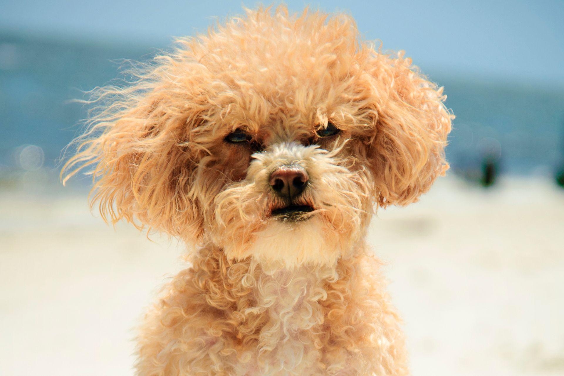 Toy Poodle at beach