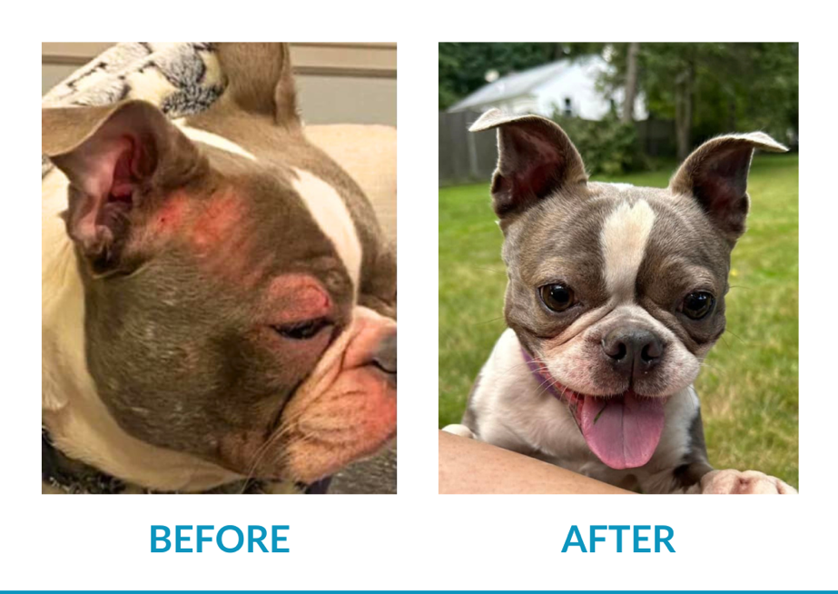 The Healthier, More Natural Way to Relieve Your Dog's Allergies