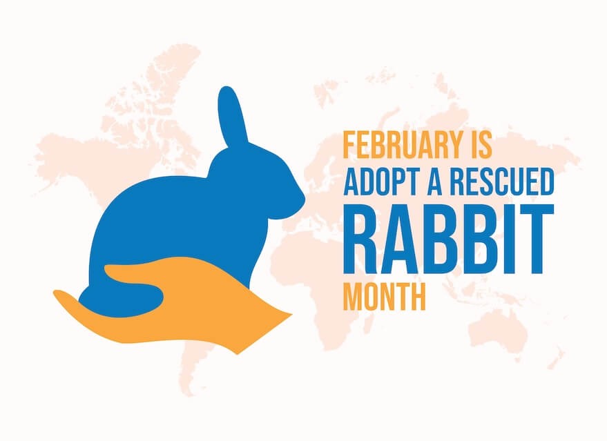 February is Adopt a Rescued Rabbit Month