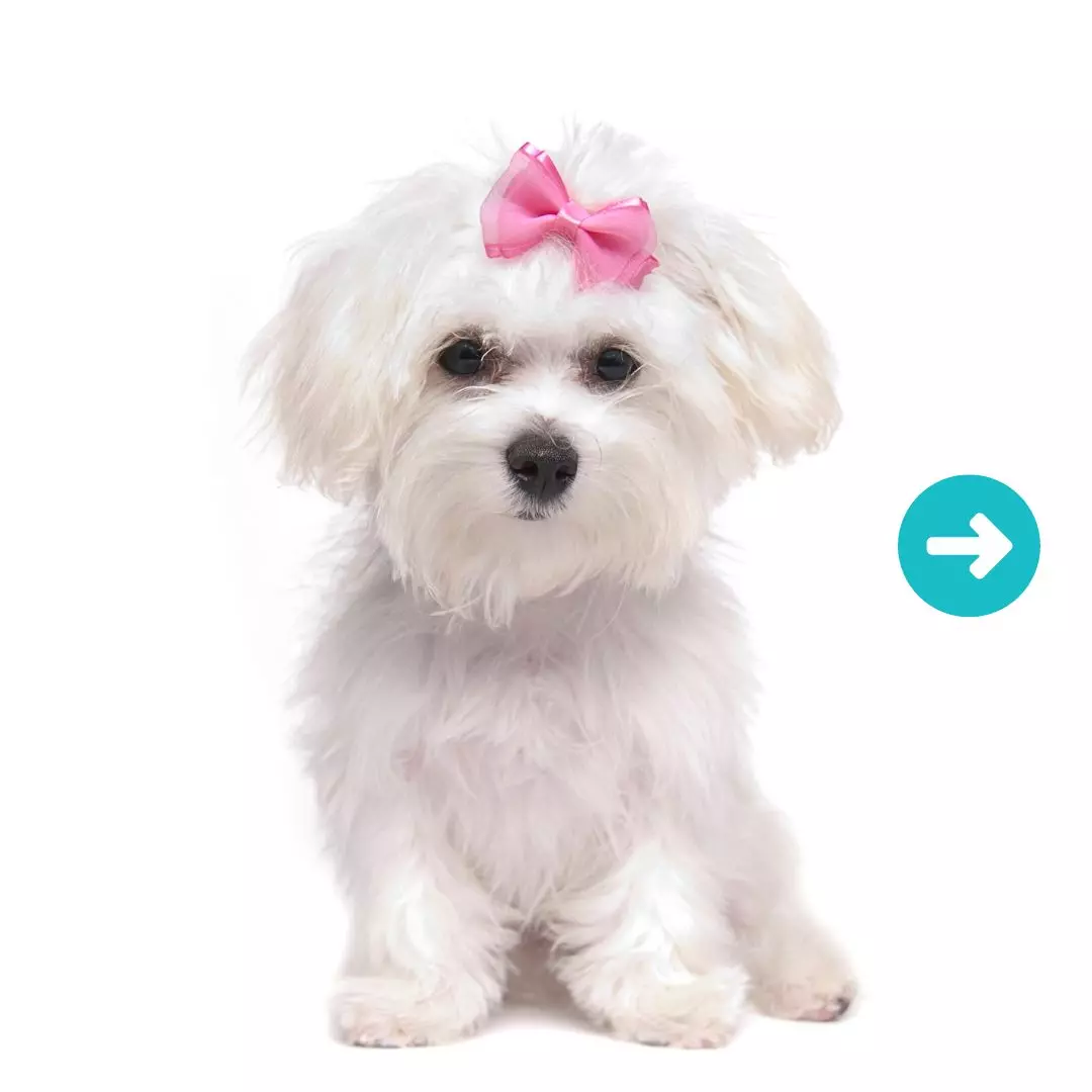 Cute puppy stick out his tongue