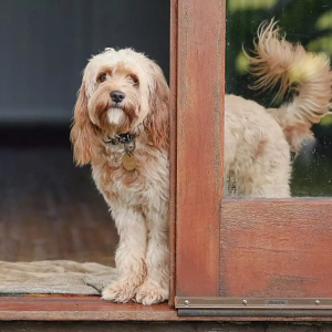 How Long Can Dogs Hold Their Pee?