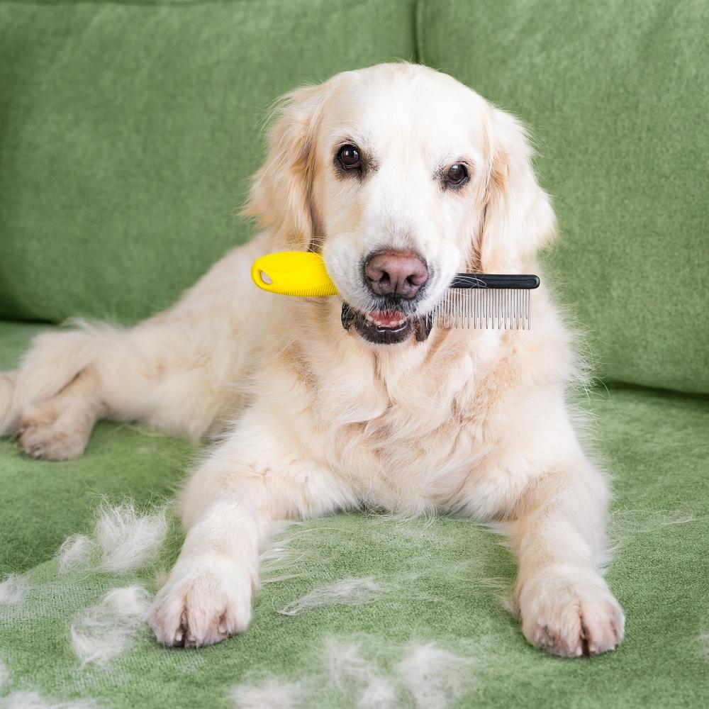 labrador shedding with comb in mouth