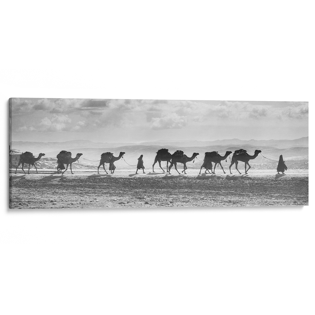 "Camel Train on the Mount of Olives" Remastered Historical Photograph - Panoramic Gallery Wrapped Canvas Art