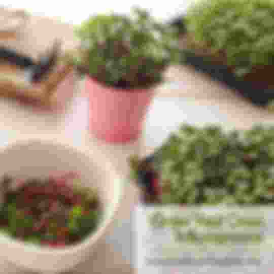 Grow Your Own Microgreens