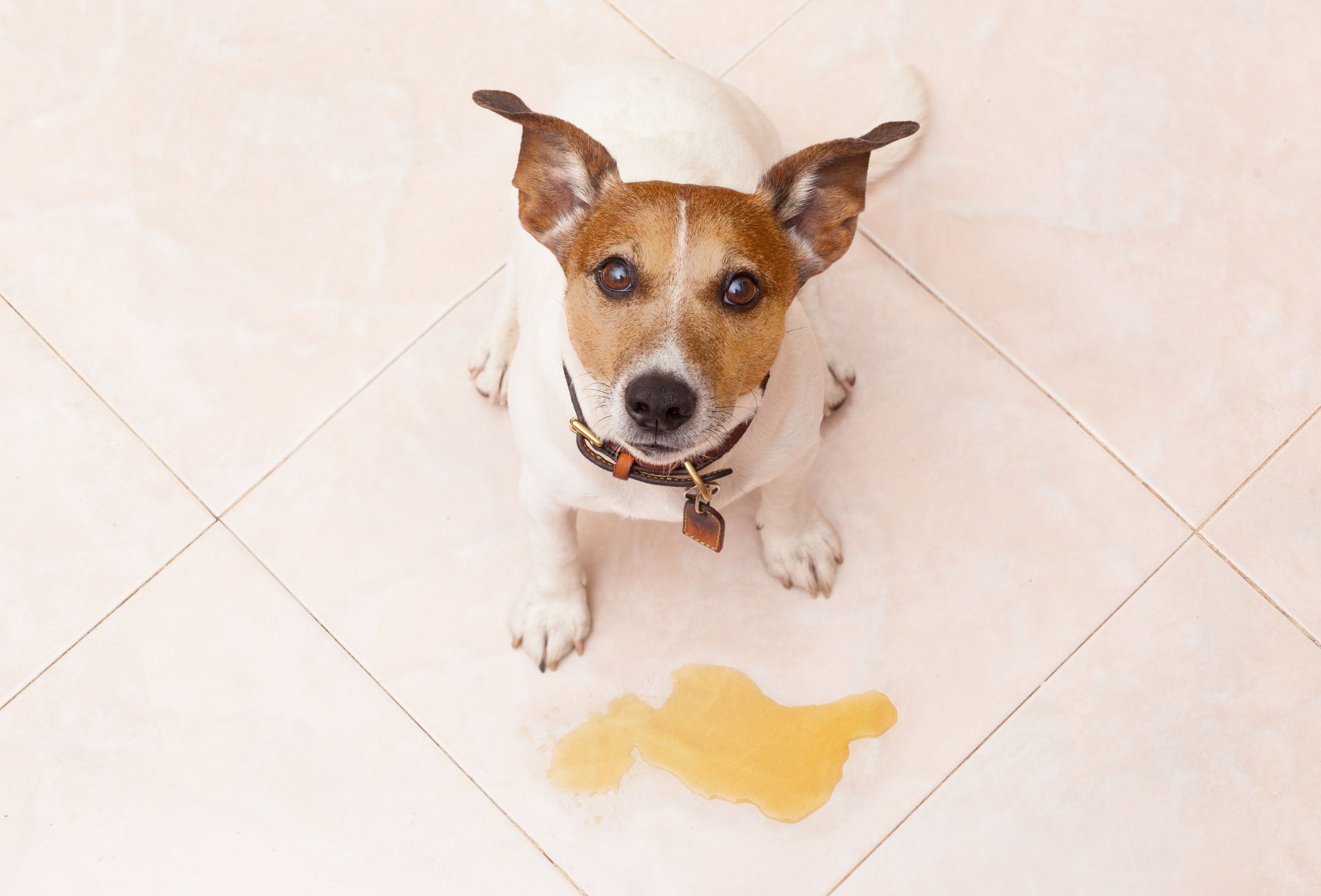 How to Stop a Dog From Peeing in the House