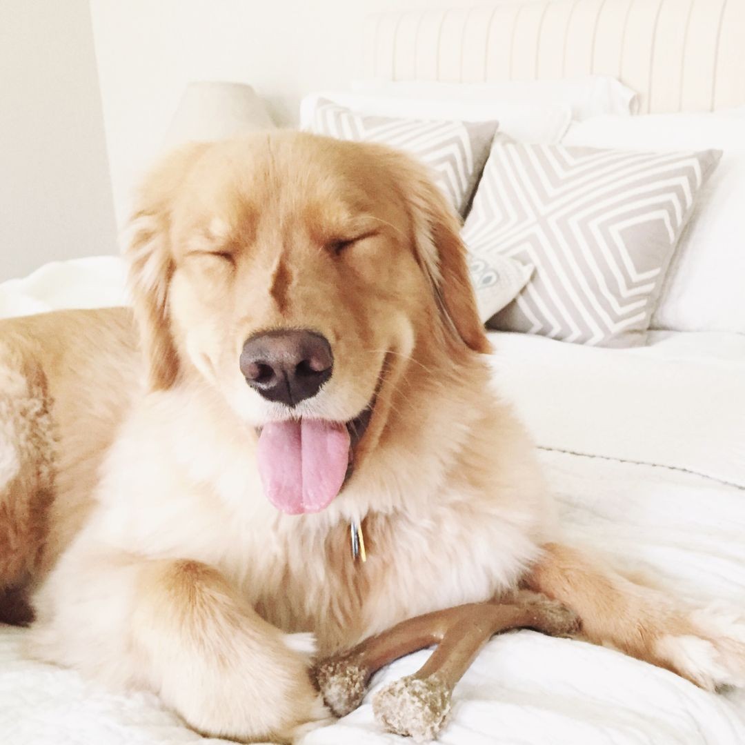 Golden retriever lying on a bed