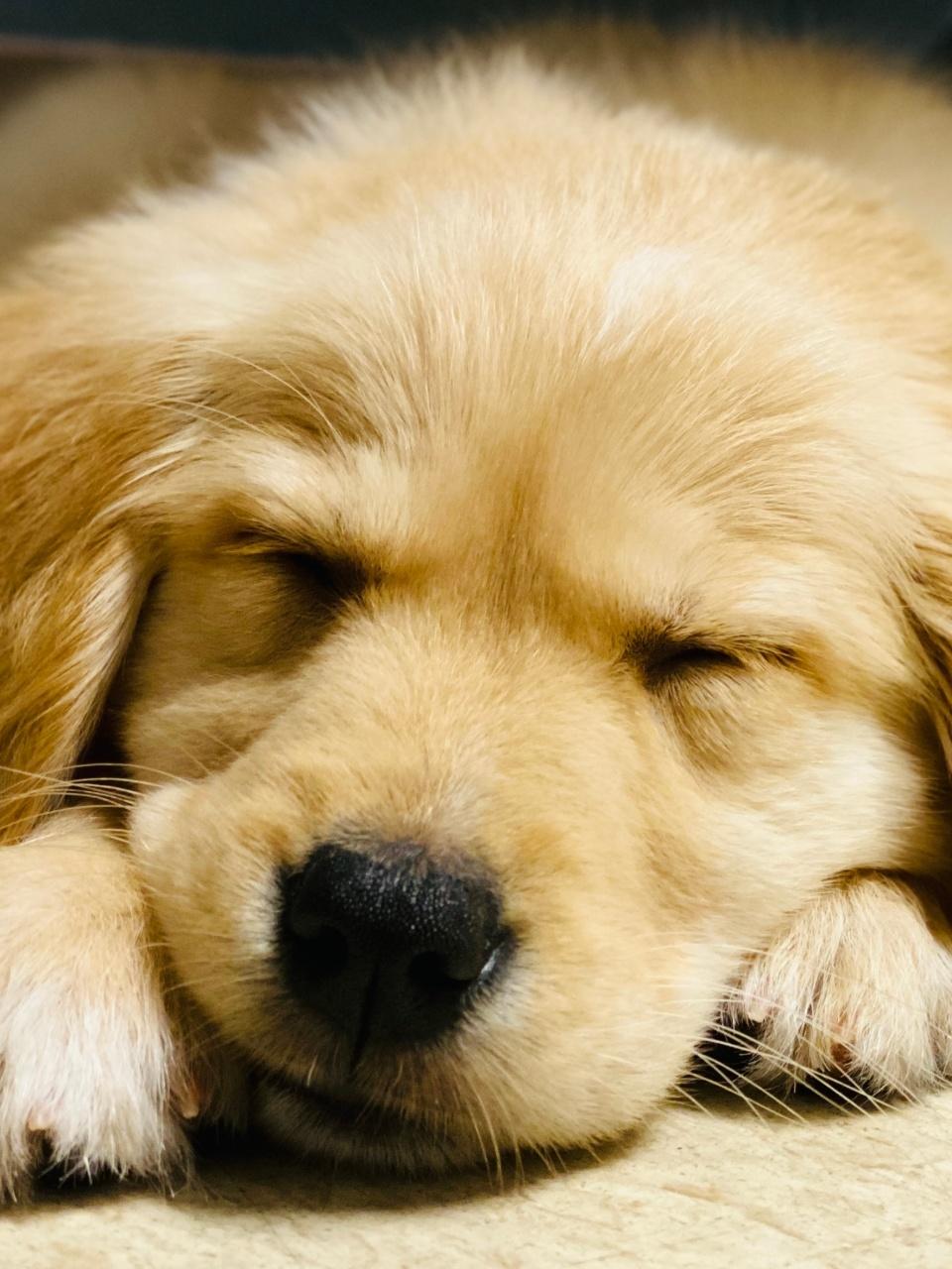 Sleeping Golden Retriever Puppy Dog