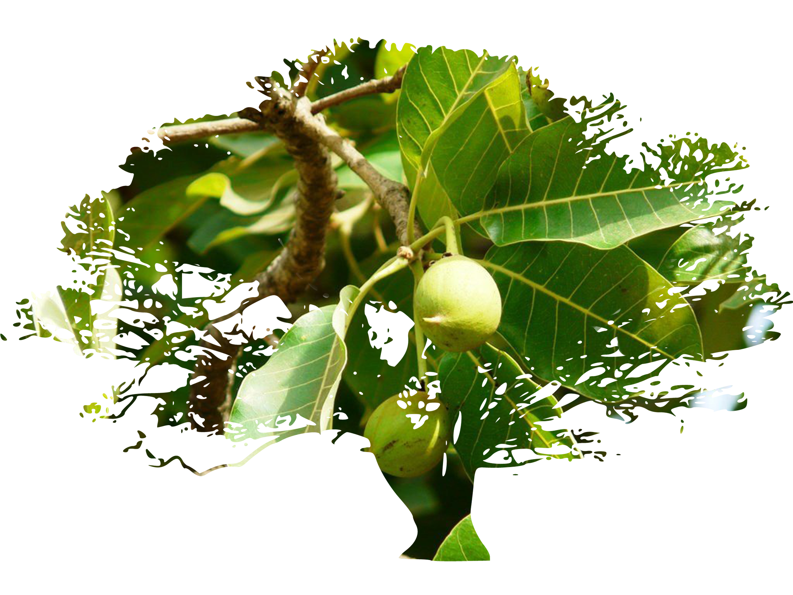 mahua