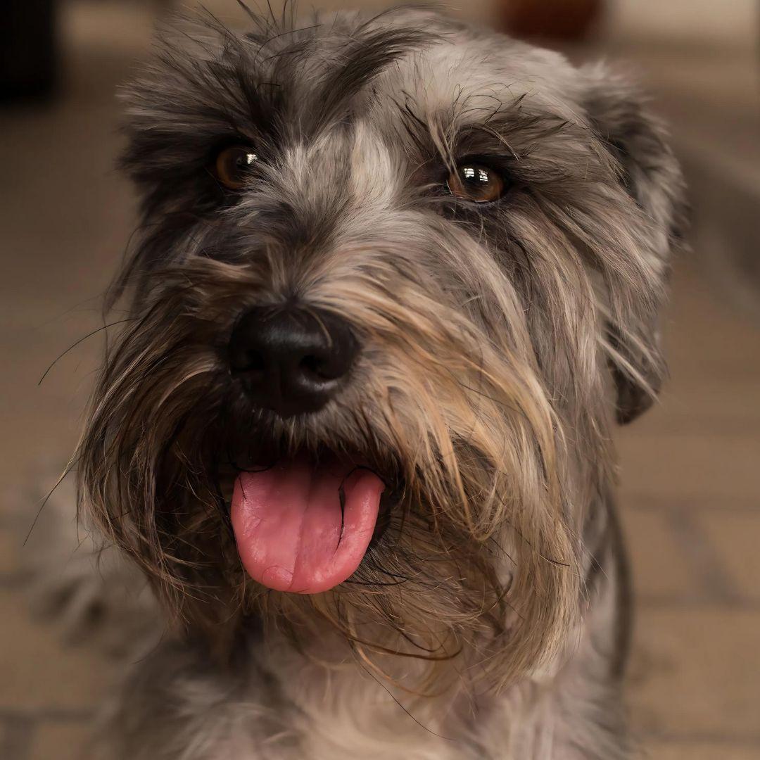 Portrait of a Miniature Schnauzers