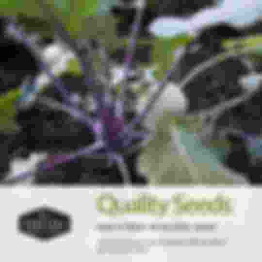 Quality vegetable seeds with excellent germination rates