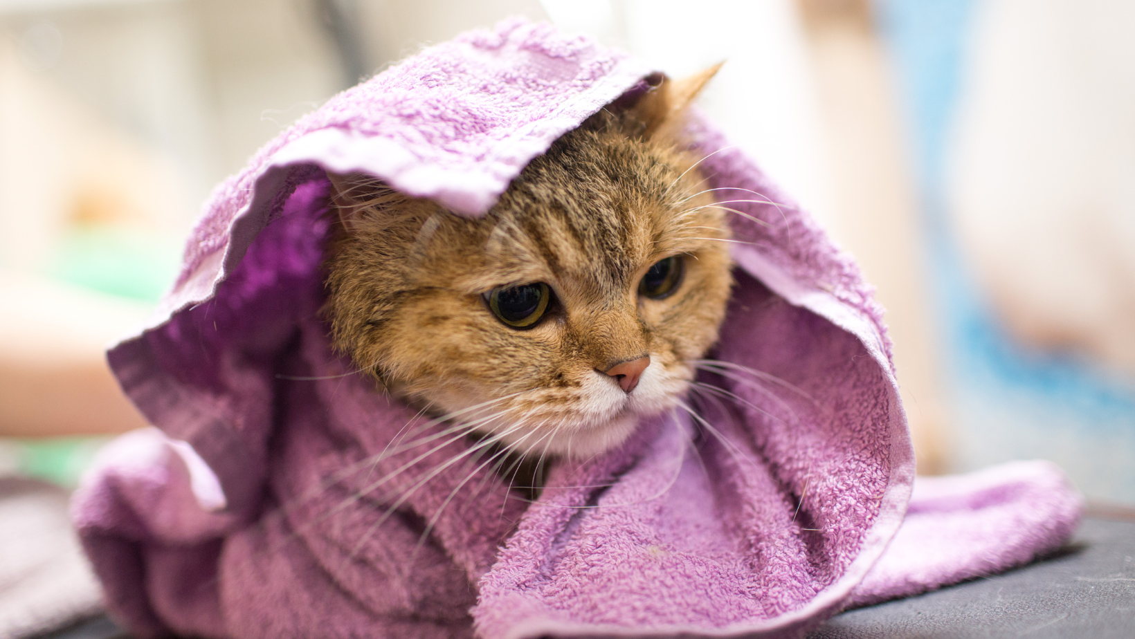 savjeti za kupanje mačke