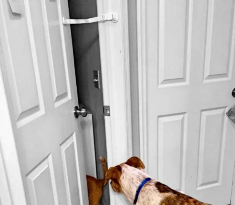 a big dog looking at a cat behind a door strap