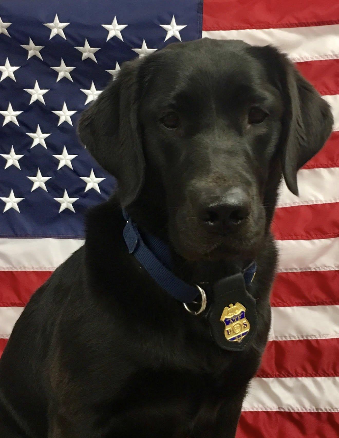 k9 claudette with an american flag