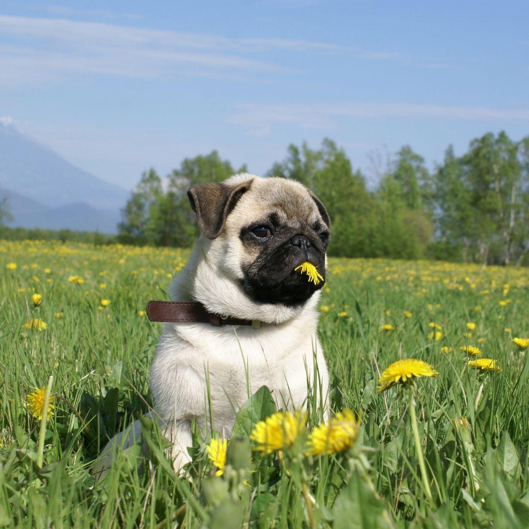 Pug outdoor