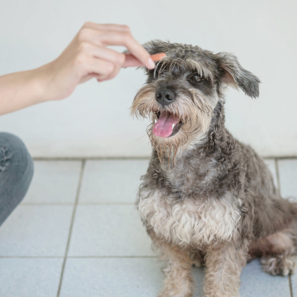 The Door Buddy - Food Toxic for Dogs