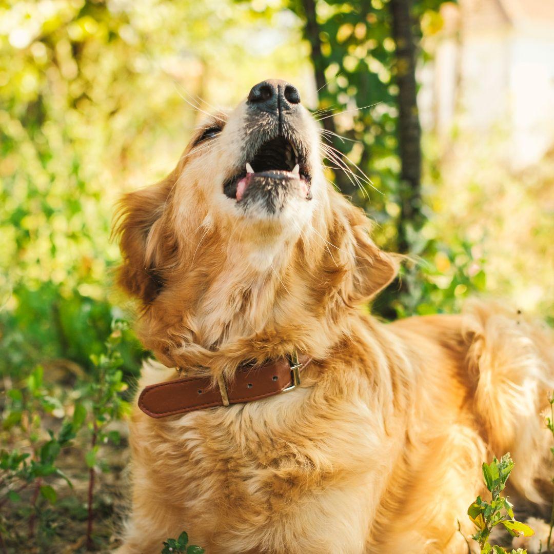 Dog howling outdoors