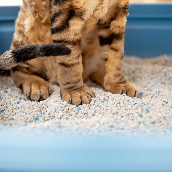 Toxoplasmosis in Cats - Door Buddy Blog