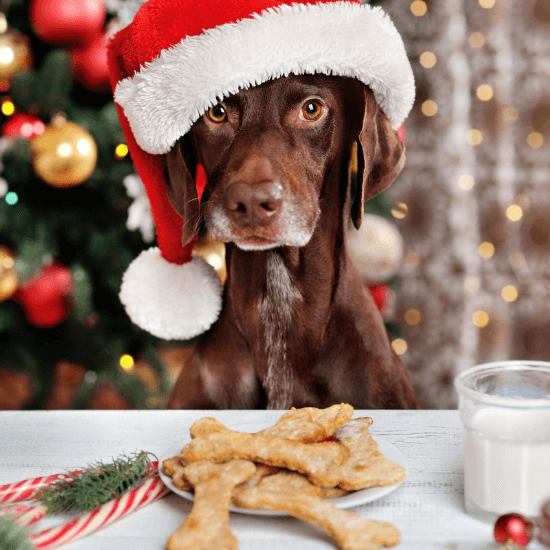 what dogs can't eat - article image