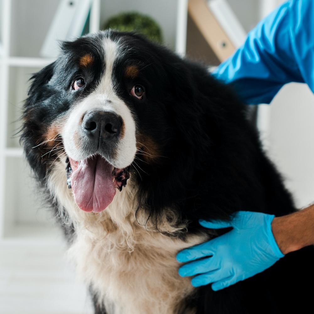 cropped view of veterinarian examining cute bernese mountain dog