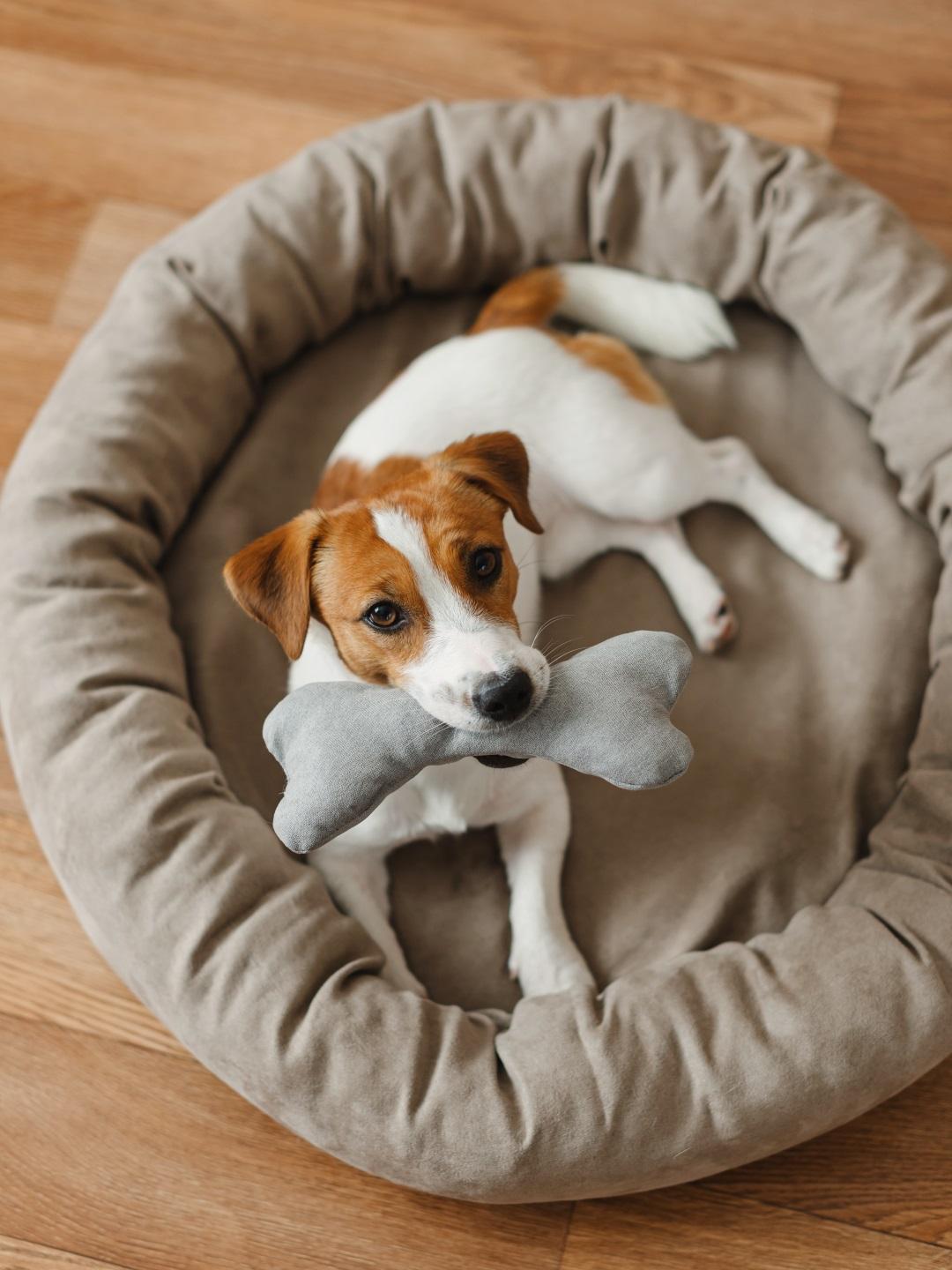 Cute Jack Russell Terrier dog lying in his bed at home with a soft bone toy,
