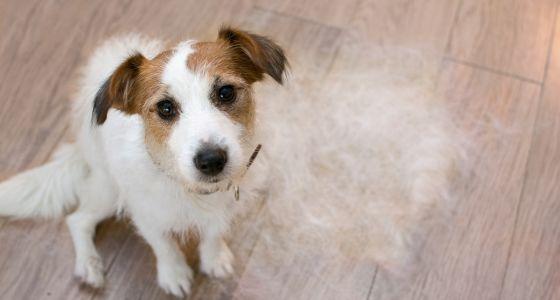 Dog sitting next to pile of shedded dog fur