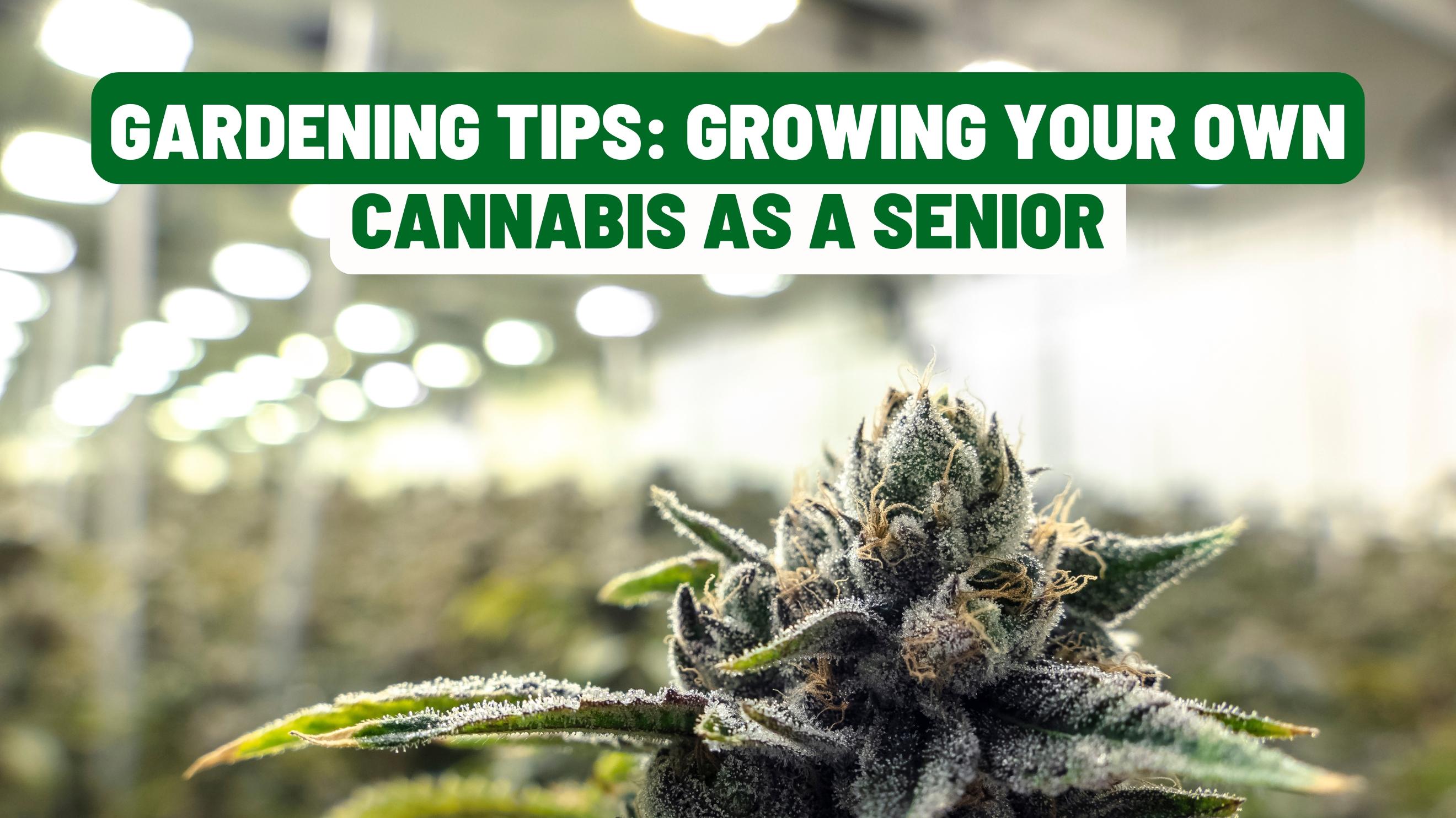 Gardening Tips: Growing Your Own Cannabis as a Senior