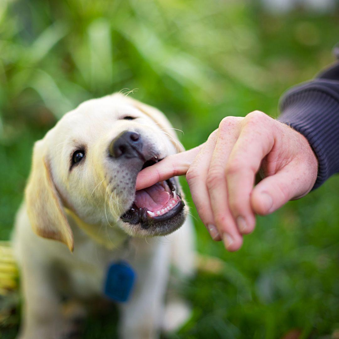 How to Stop a Puppy from Nipping and Biting | Potty Buddy - Potty Buddy™ - Puppy Biting And Nipping For Contact