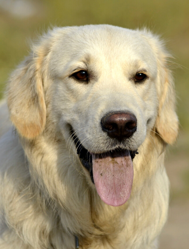 GOLDEN RETRIEVER