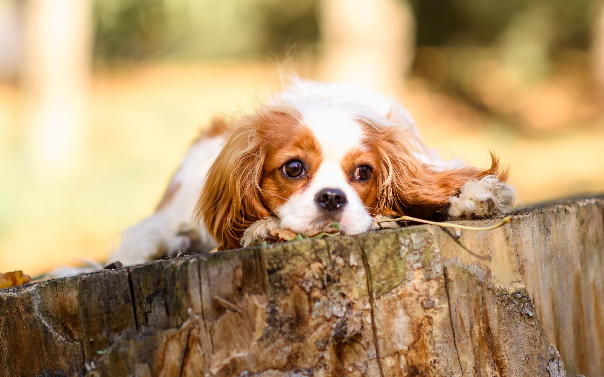 Dog Puppy Cavalier King Charles Spaniel in autumn outdoors in the park in yellow autumn leaves