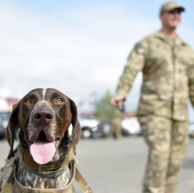 k9 dexter
