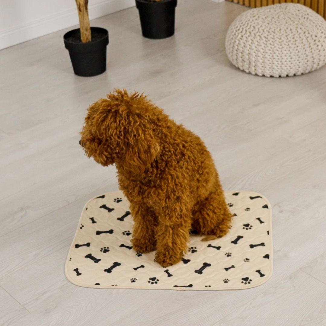 Dog sitting on a reusable puppy potty pad