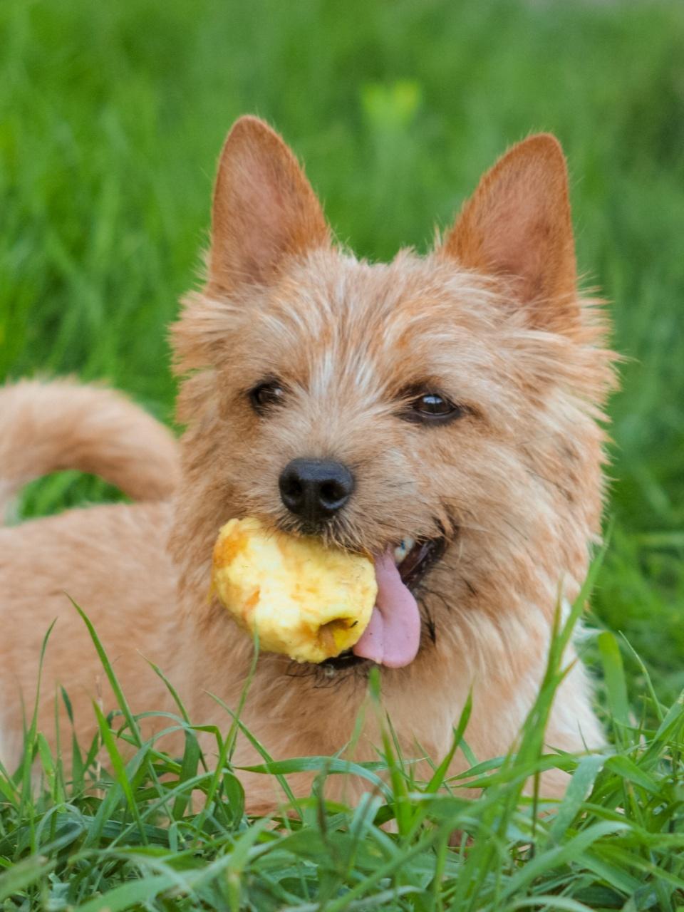 adorable puppies eating strawberries and blue berries together
