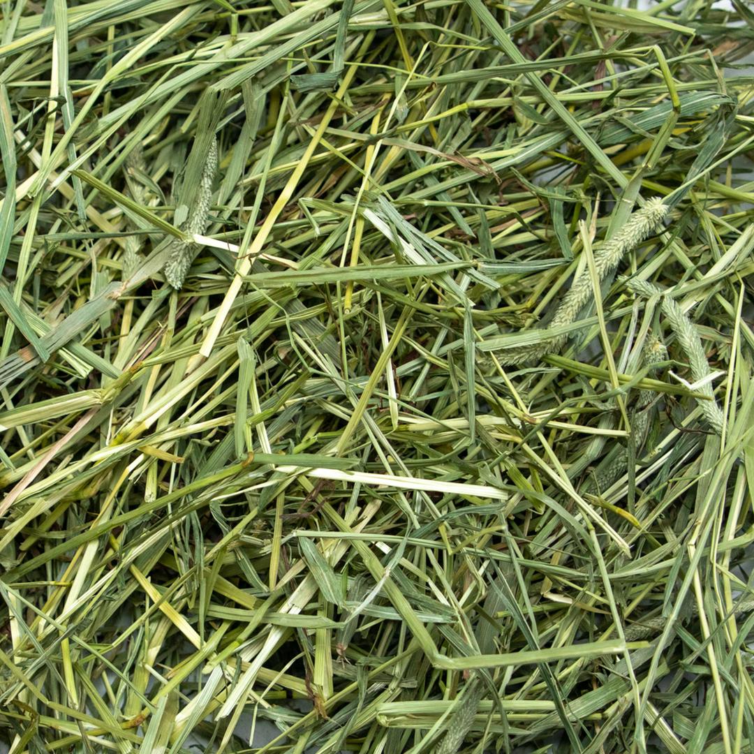 Steps to Clean a Rabbit With Poopy Butt Rabbit Hole Hay