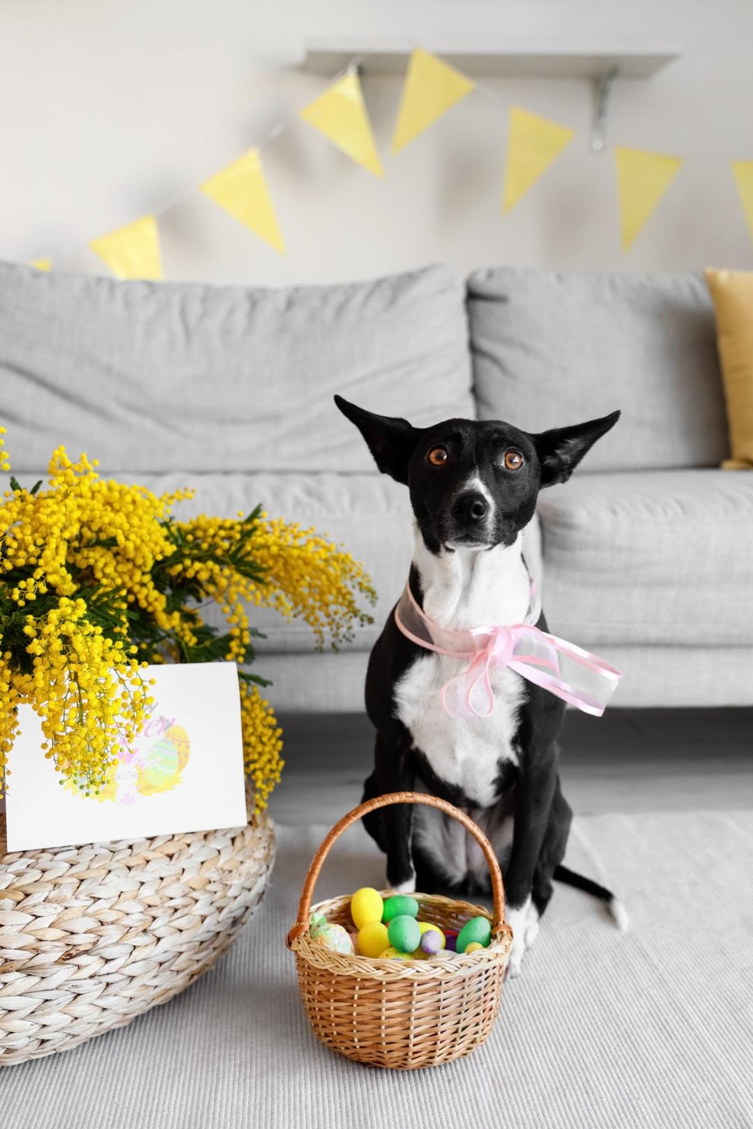 Cute dog and basket with Easter eggs at home