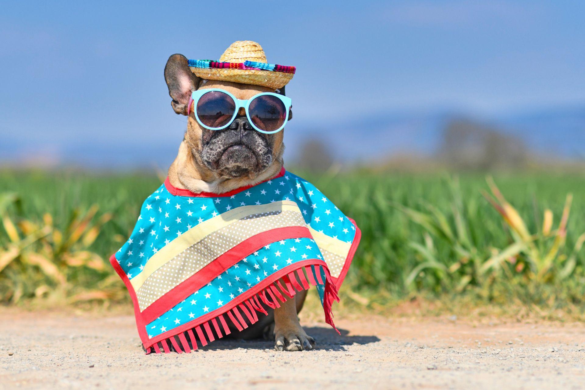 Adorable French bulldog wearing costume