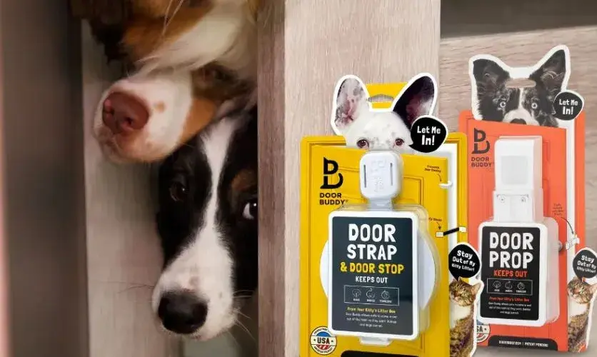 2 border collies are behind a door with a door strap and door prop next to them