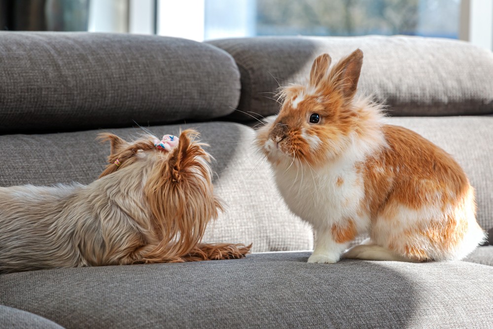 yorkie with a rabbit on the couch