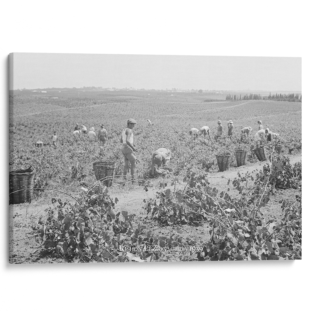 "Harvest in the Vineyard" Remastered Historical Photograph - 30x20 Gallery Wrapped Canvas Art