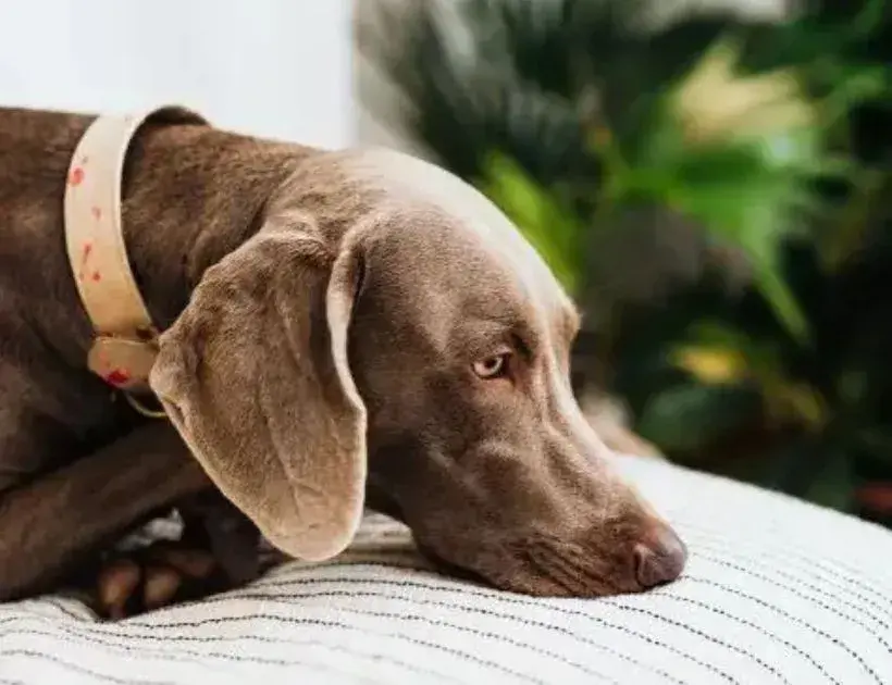 A dog resting on a bed, with its head comfortably placed on a pillow.