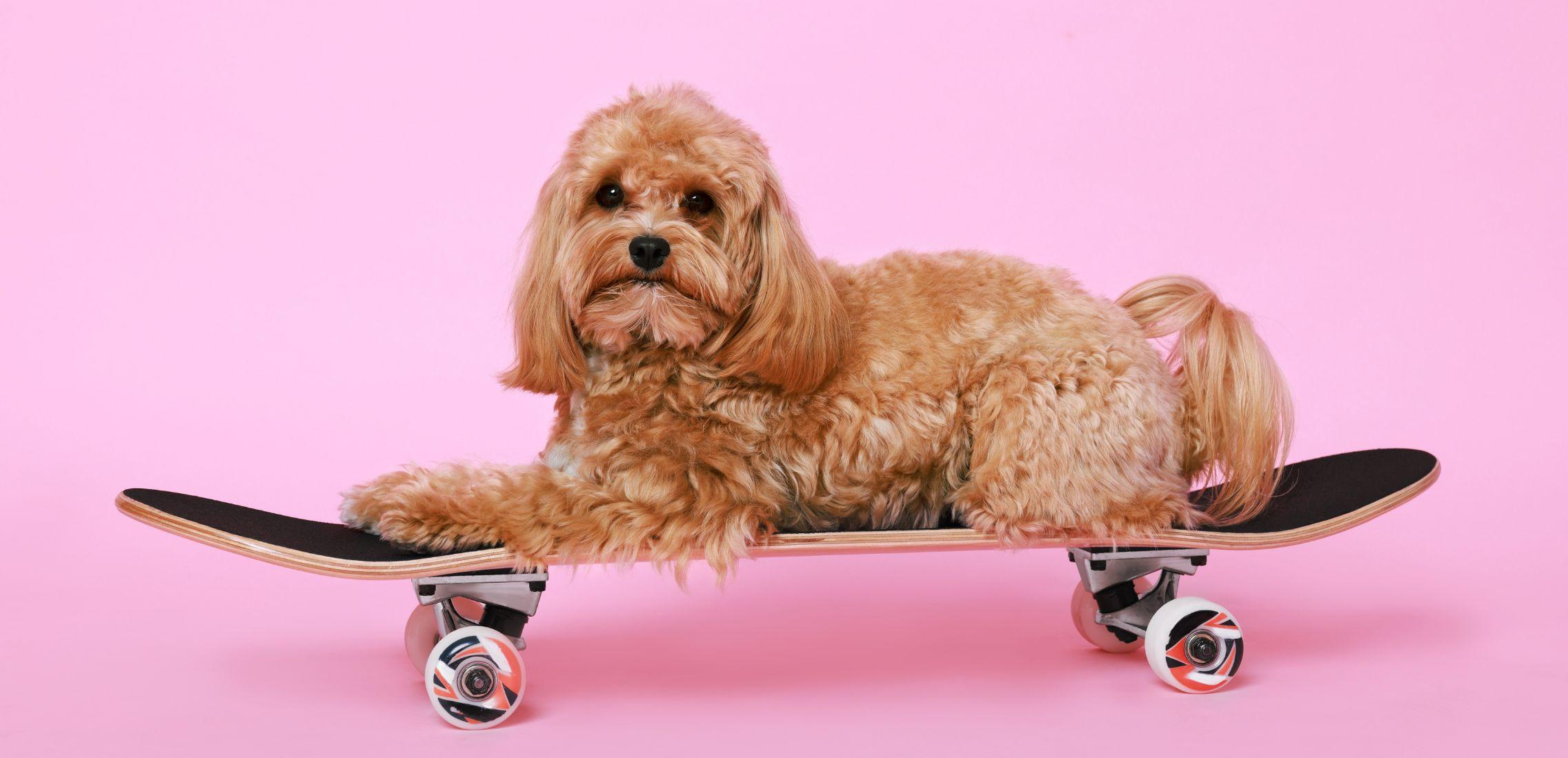 Cute Maltipoo Dog on Skateboard against Pink Background