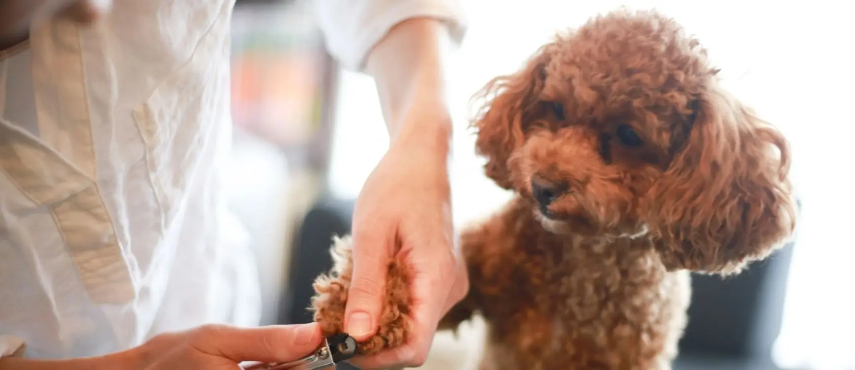 A person is grooming a brown dog by cutting its hair with scissors.