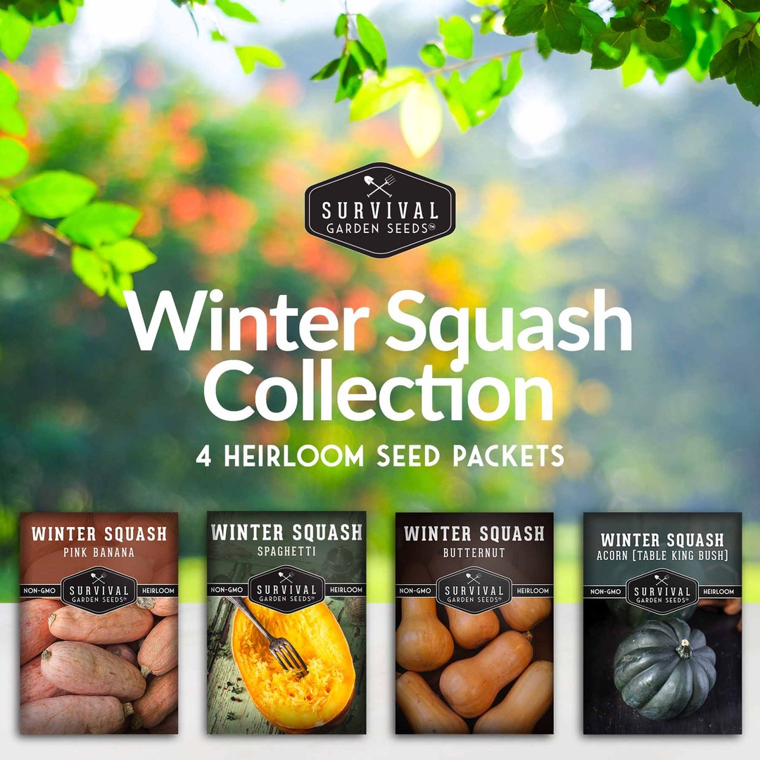 winter squash seed collection