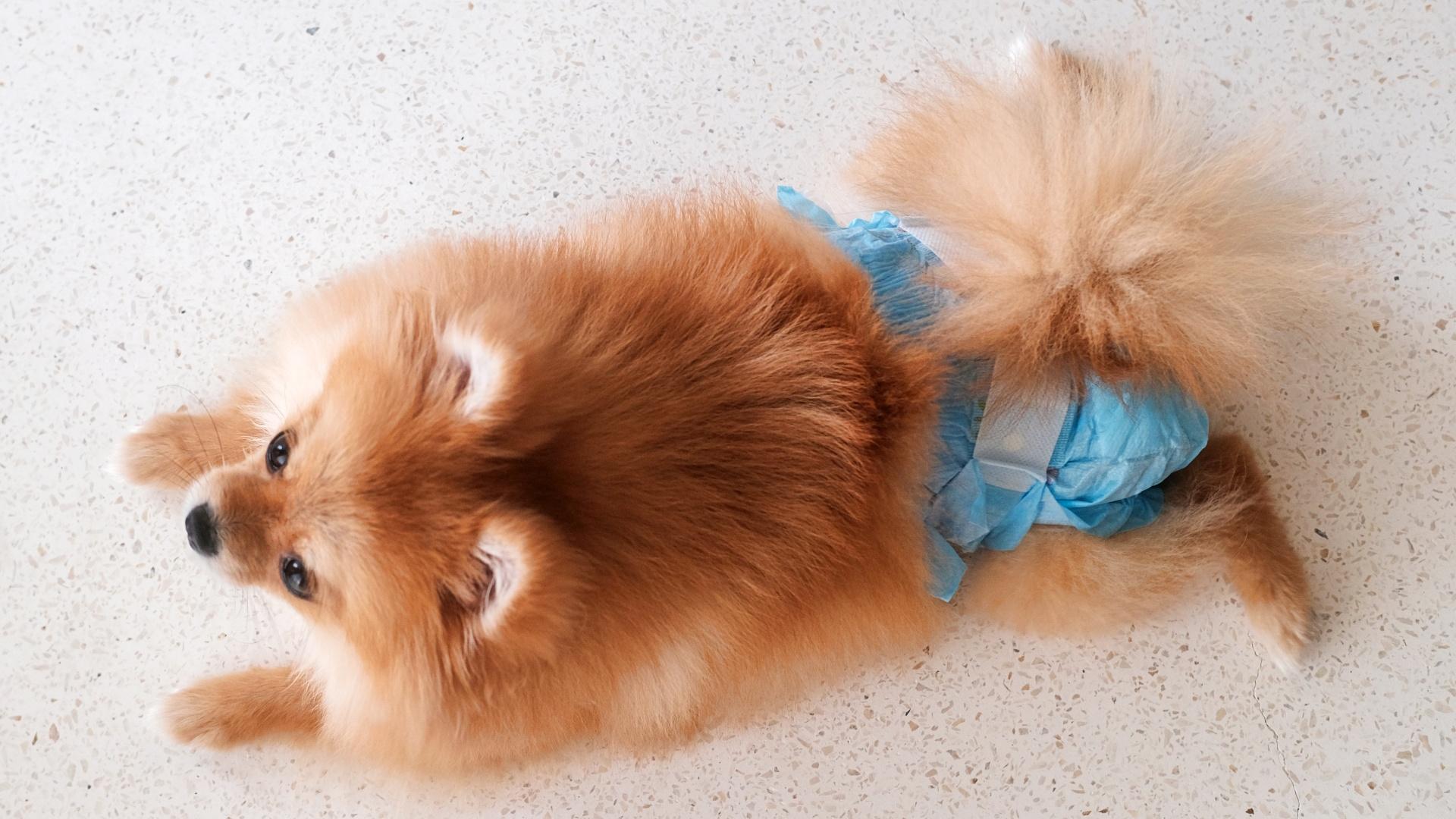 A female dog stands in a diaper and wags its tail, top view. The cycle of a female dog, puberty, and mating period. Hygiene products for dogs. Pet shop and veterinarian for dogs.