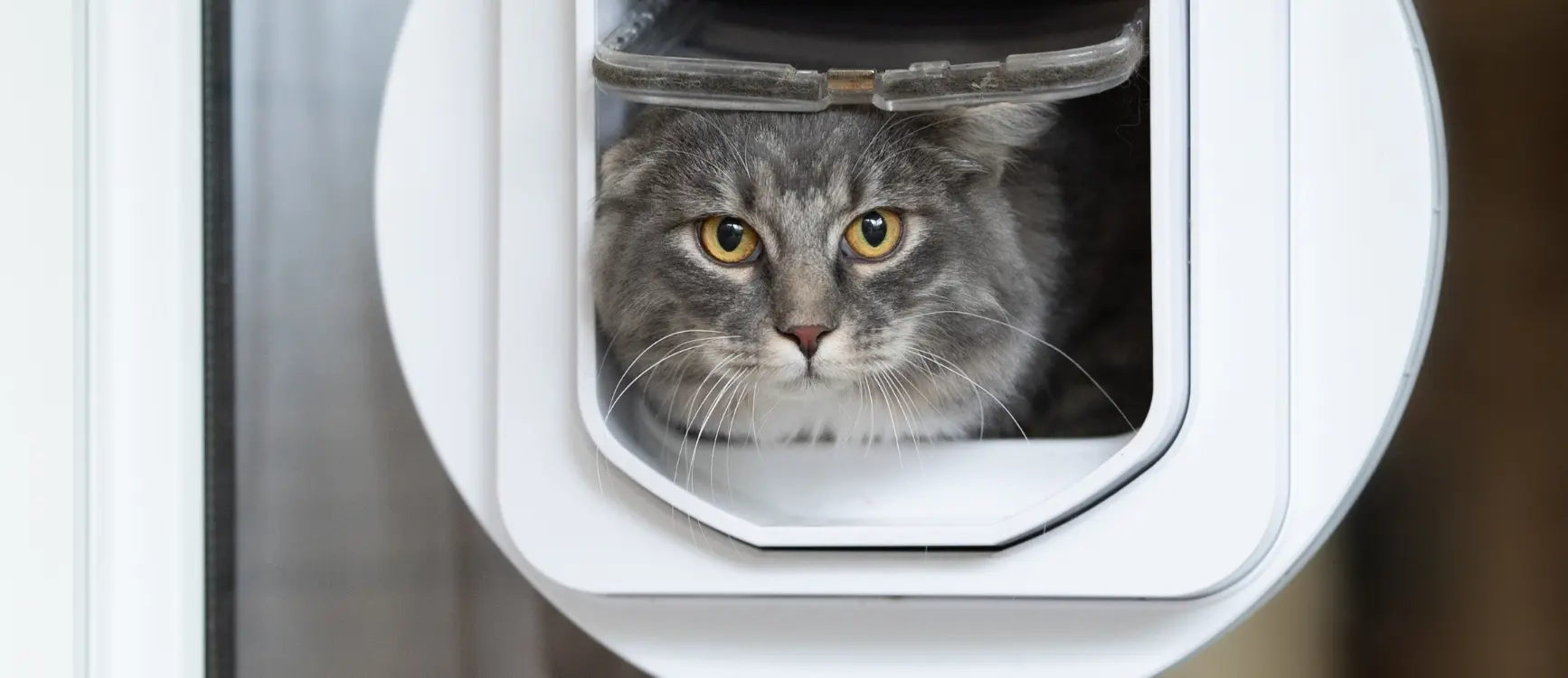 a cat looks out of cat door